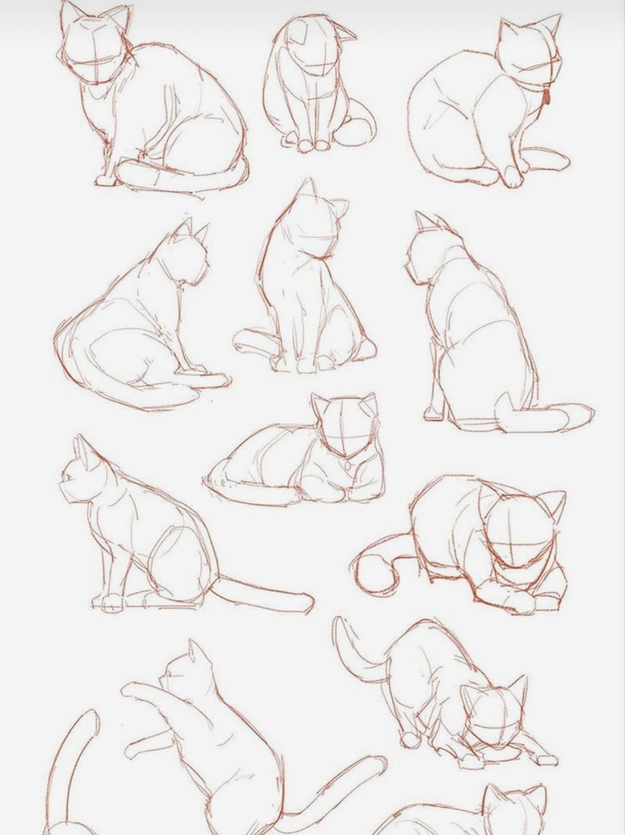 Cat Hand Drawing | Cat Drawing  Illustrations freelancer