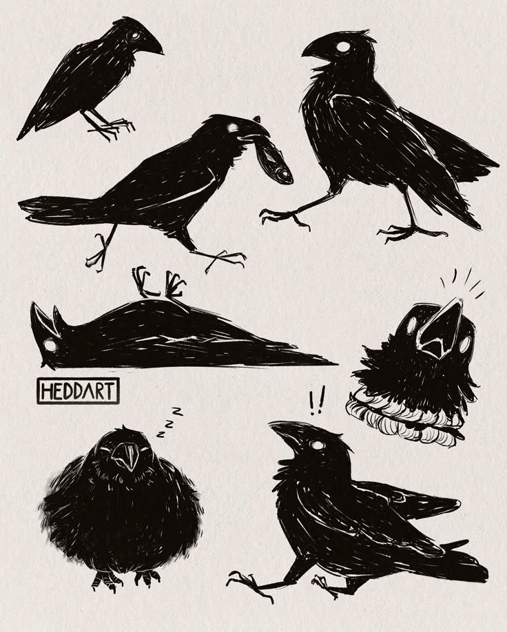 Tattoo | Crow  Illustrations freelancer