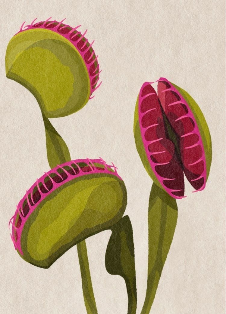 Illustrations freelancer